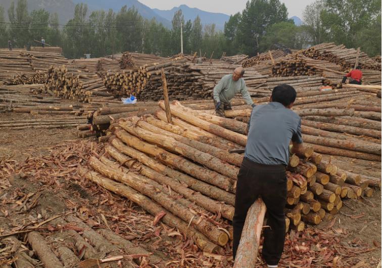 哪里有松木樁金華丨金華地區(qū)建筑工程避不開(kāi)的木質(zhì)建材